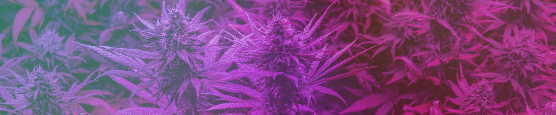 Terpene in Cannabis und CBD