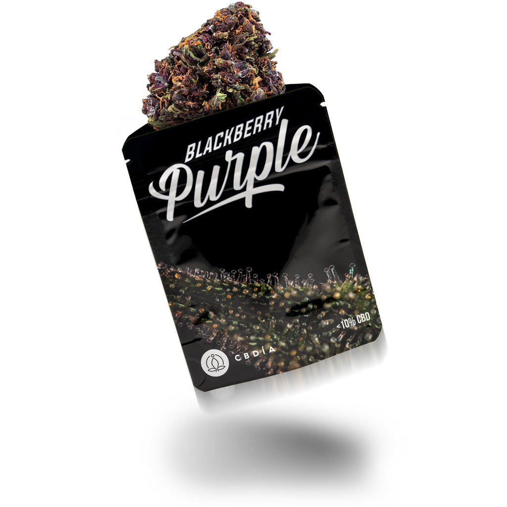 CBDÍA Selected Sorte Blackberry Purple